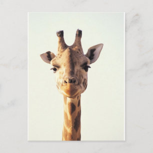Nahe Giraffe Postkarte