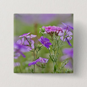 Nahe Gründung von Drummond Phlox, Phlox drummondi, Button