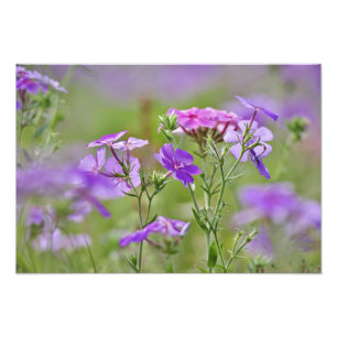 Nahe Gründung von Drummond Phlox, Phlox drummondi Fotodruck