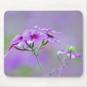 Nahe Gründung von Drummond Phlox, Phlox drummondi, Mousepad