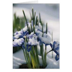 Nahe Gründung von Iris