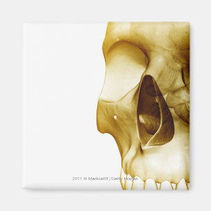 Nahe hohe frontale Ansicht des Gehirns innerhalb Magnet