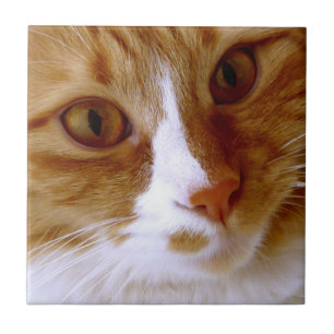 Nahe hohe Katzen-Fliese Fliese