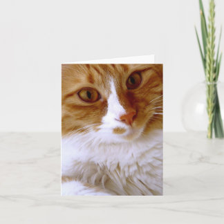 Nahe hohe Katzen-Raum-Anmerkungs-Karte Karte