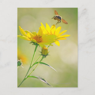 Nahe Honigbiene in Richtung Gelb Postkarte