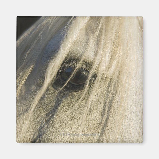 Nahe Horseaugenaufnahme Magnet (Vorne)