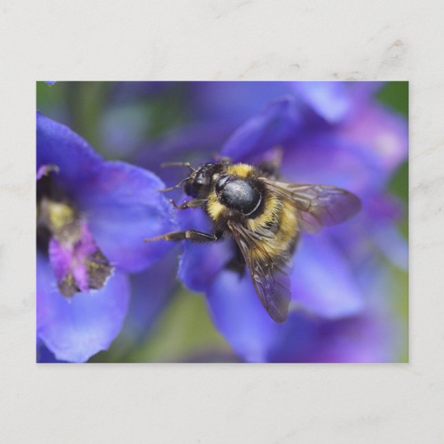 Nahe Hummeln Postkarte (Vorderseite)
