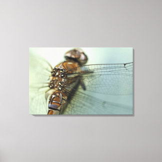Nahe Libelle Leinwanddruck