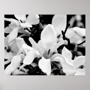Nahe Magnolia Blooms Art Poster