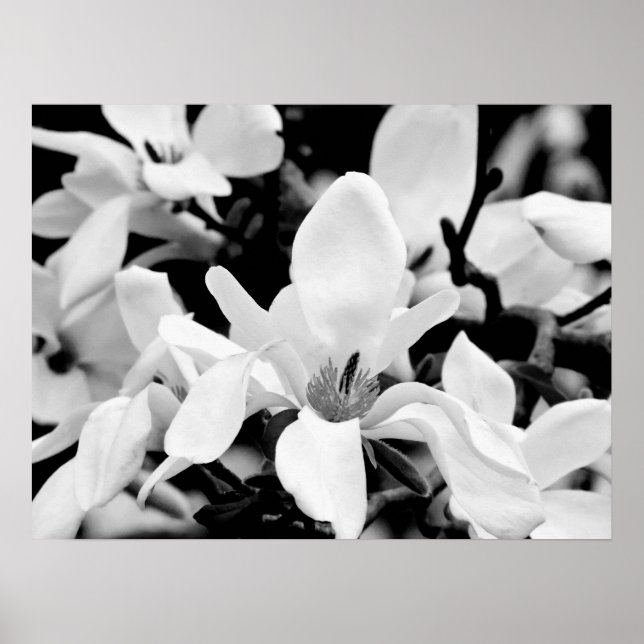 Nahe Magnolia Blooms Art Poster (Vorne)