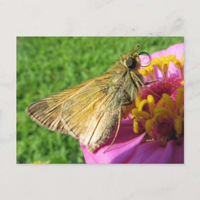Nahe Motte auf Blume Postkarte (Vorderseite)