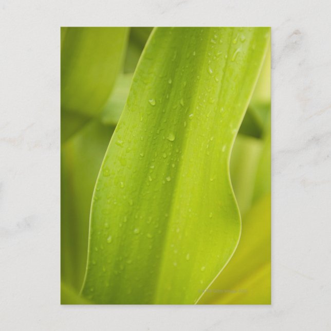 Nahe Nassblattauflage Postkarte (Vorderseite)