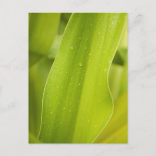 Nahe Nassblattauflage Postkarte