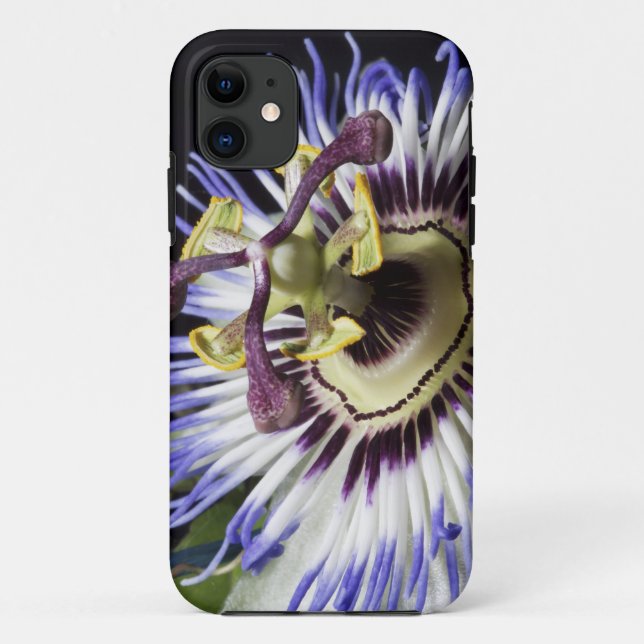 nahe Passionblume (MR) Case-Mate iPhone Hülle (Rückseite)