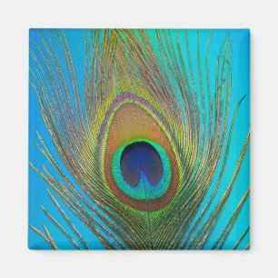 Nahe Pfauenfeder Magnet