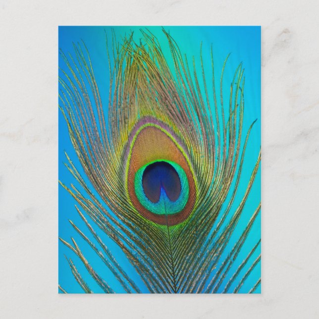 Nahe Pfauenfeder Postkarte (Vorderseite)