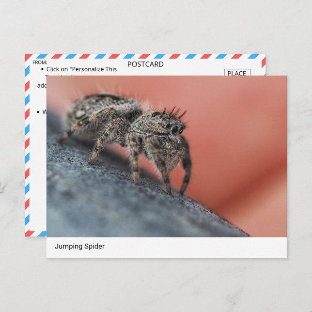 Nahe Postkarte für den Springen der Spinne (Vorne/Hinten)