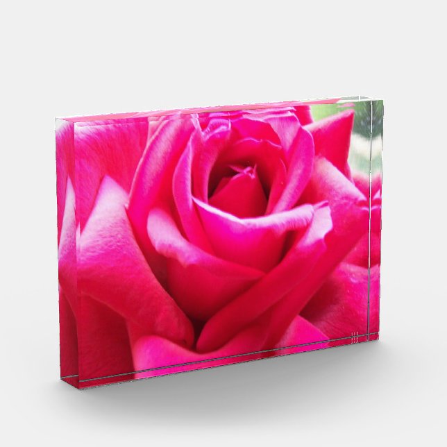 Nahe Rosa Rosa Fotoblock (Links)