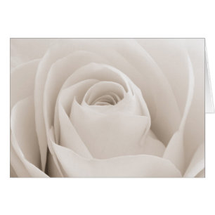 Nahe Rosenblätter