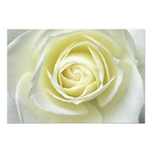 Nahe Rosendetails Fotodruck