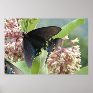 Nahe Schönheit auf der blauen Ridge-Allee Poster
