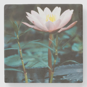 Nahe Sicht auf die Wasserlilie am Inle Lake Steinuntersetzer