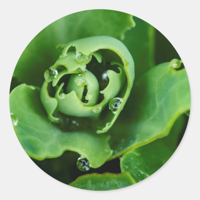 Nahe, sukkulente Pflanze mit Wassertröpfchen Runder Aufkleber (Vorderseite)