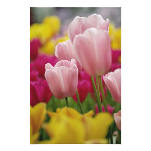 Nahe Tulpen-Blume, Kuekenhof Gardens, Fotodruck