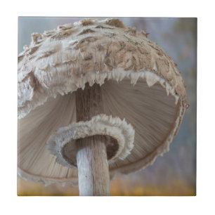 Nahe Unterseite des Pilzes Fliese