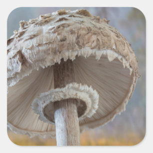 Nahe Unterseite des Pilzes Quadratischer Aufkleber
