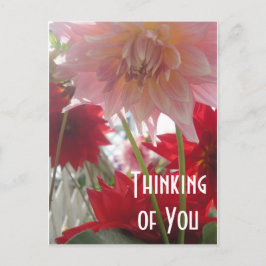 Nahe Up Dahlia Blume in rosa und roter Postkarte