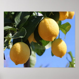 Nahe Verzweigung mit Lemons-Plakatpapier (Matte) Poster