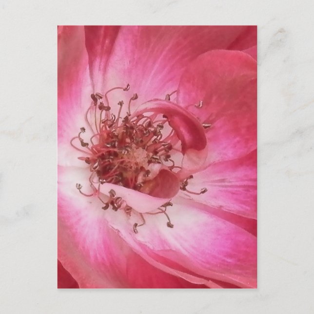 Nahe Vintage Rosa Rose Postkarte (Vorderseite)