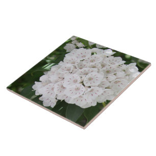 Nahe White Mountain Laurel Blume Fliese