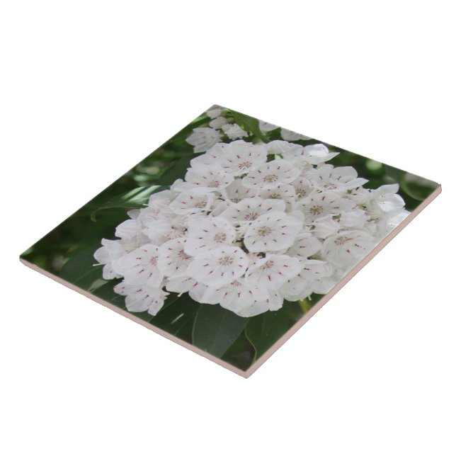 Nahe White Mountain Laurel Blume Fliese (Seite)