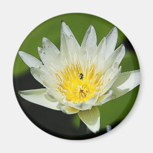 Nahe White Water Lily Blume und Bienenmagnete Magnet