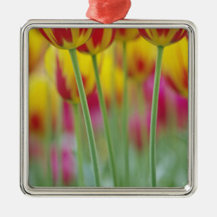 Nahen Auftragen der Unterseite der Tulpe-Blume, 3 Silbernes Ornament