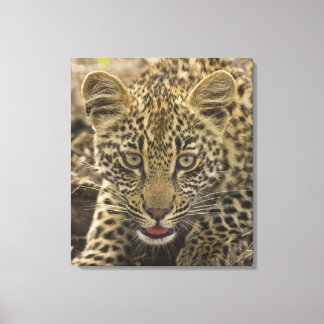 Nahen aus Leopard, Greater Krüger National Leinwanddruck