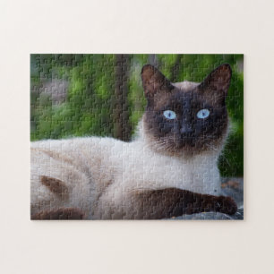 Nahen einer Siamkatze mit blauen Augen Puzzle