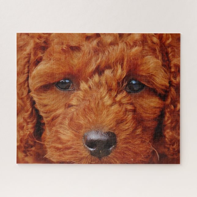 Nahen eines Red Poodle Puppy Puzzle (Horizontal)
