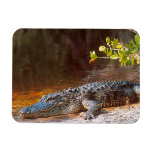 Nahen von einem amerikanischen Alligator am J.N. Magnet