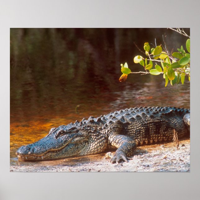 Nahen von einem amerikanischen Alligator am J.N. Poster (Vorne)