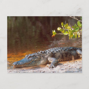 Nahen von einem amerikanischen Alligator am J.N. Postkarte