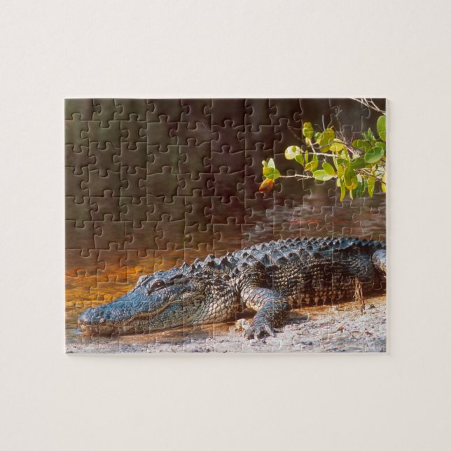 Nahen von einem amerikanischen Alligator am J.N. Puzzle (Horizontal)