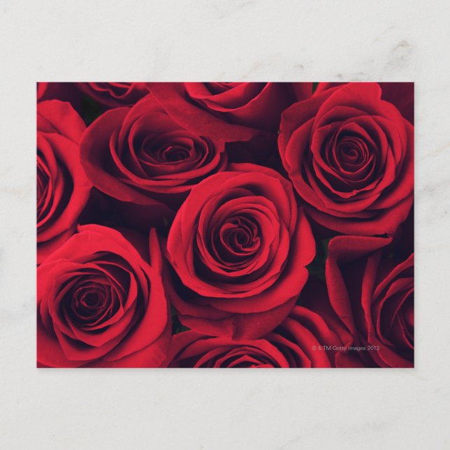 Nahen von rote Rose Blume. Postkarte (Vorderseite)