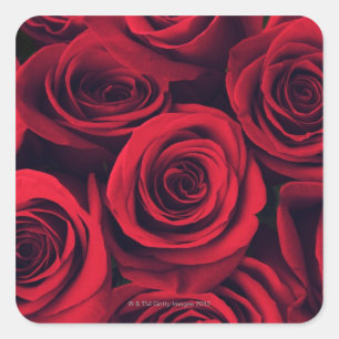 Nahen von rote Rose Blume. Quadratischer Aufkleber
