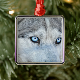 Nahen von Sibirien Husky mit Blauen Augen Ornament Aus Metall