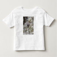 Naher Anbau von gefrorenem Kiefernzapfen, Gelbstei