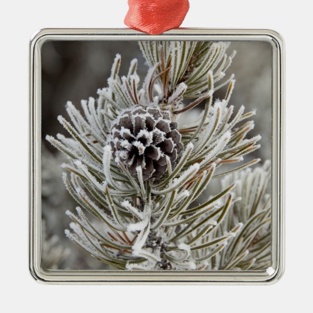 Naher Anbau von gefrorenem Kiefernzapfen, Gelbstei Ornament Aus Metall (Vorne)