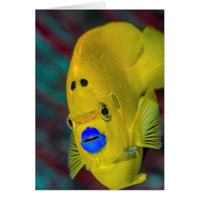 Naher Angelfisch (Vorne)